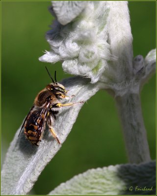 Wool Carder Bee ( Male)  on Lambs Ear (plant)