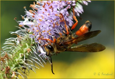 On The Flip Side/ Great Golden Digger Wasp