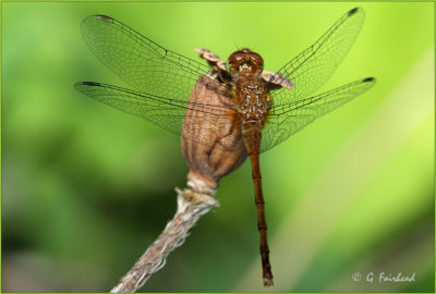 Brown Darner In The Limelight