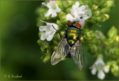 Green Fly On Green