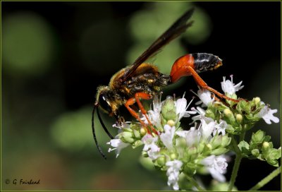 Revisited / Great  Golden Digger Wasp