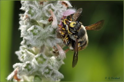 Mating Wool Carder Bees