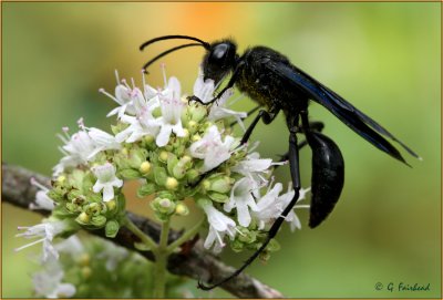 Steel-Blue Cricket Hunter In The Oregano