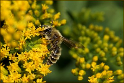 Goldenrod And bee