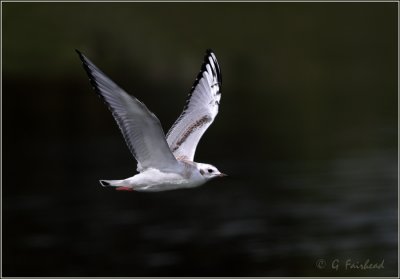 Bonapart Gull In Flight