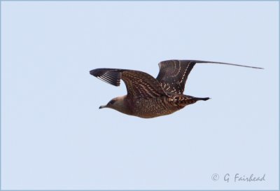 Parasitic Jaeger Flyby