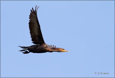 Cormorant In Flight