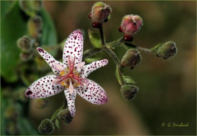 Toad Lilies 2011