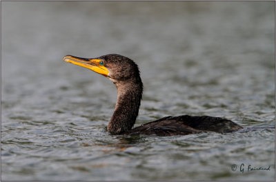 Cormorant Above Water