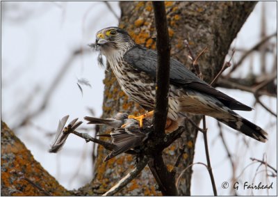 Every Redpoll's Nightmare