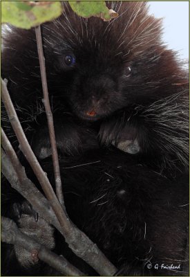 Tiny Porcupine