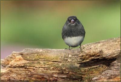 What Came First, the Junco or the Egg?