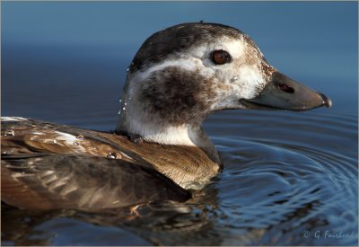 The Short End Of A Long -Tailed Duck