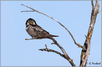 Northern Hawk Owl Redux