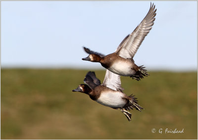 Lesser Scaup Fly By