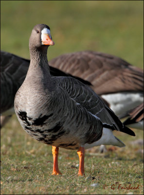Full Frontal / Greater White Fronted Goose