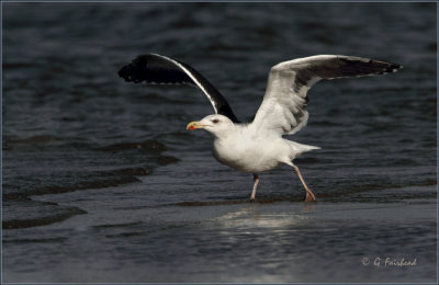 Great Black Backed Gull In Aggressive Pose