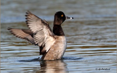 In A Flap Too /  Ring-Necked Duck
