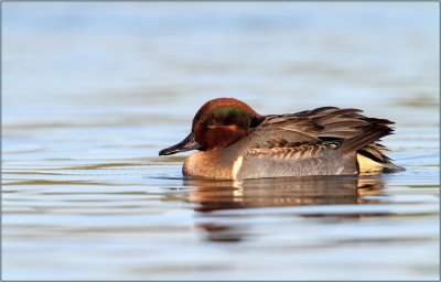 Tealicious / Green Winged Teal