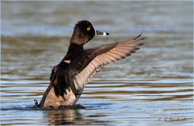 Reach / Ring-Necked Duck