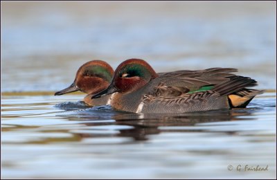 Power Napping / Green - Winged Teal