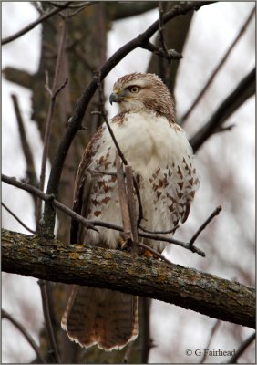 Juvenile Red -Tailed Hawk