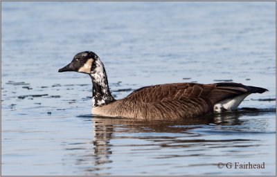 Partially Leucistic Canada Goose