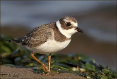 Down Low With A Semi Palmated Plover