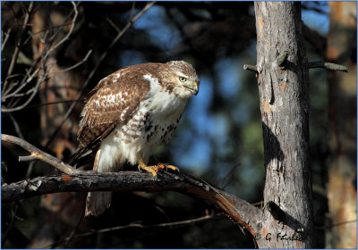 Juvenile Red Tail Hawk