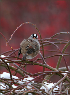 White Crowned Sparrow In December