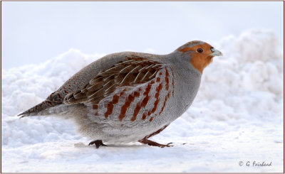 Gray Partridge On The Move