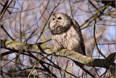 Afternoon Sun / Barred Owl