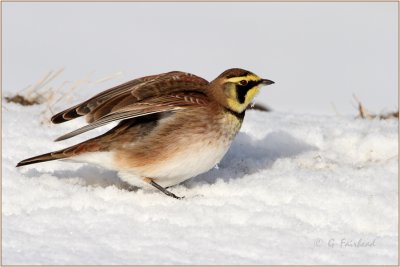 Horned Larks