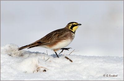 A Step Up On The Horned Lark