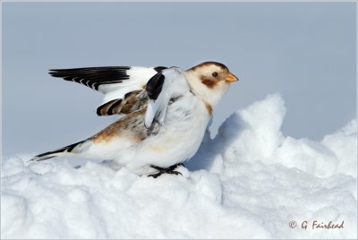 Cool/Cold Wing Stretch