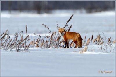 Foxy Habitat Post Ice Storm