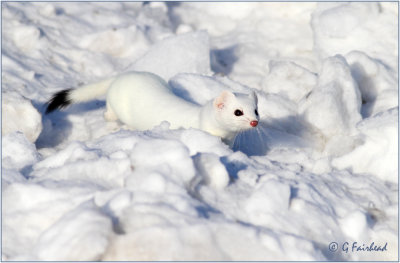 Ermine / Short Tailed Weasel