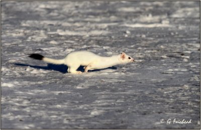 Weasel Bounds Accross Road