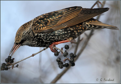 Starling In Breeding Colors