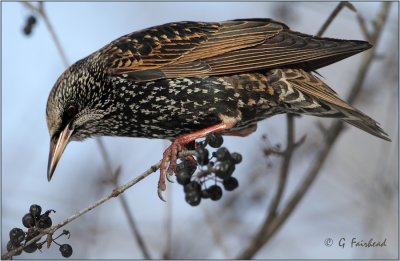 Starling In The Buckthorn