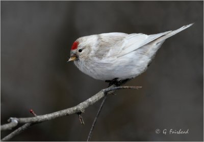 Leucistic Redpoll