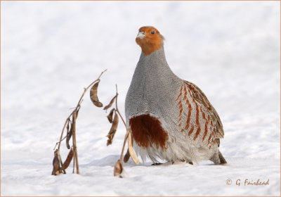 Gray Partridge aka Hungarian Partridge