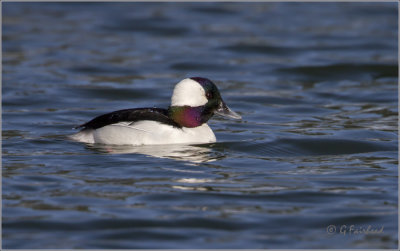 Bufflehead Drake