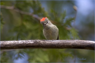 Ruby Crowned Kinglet