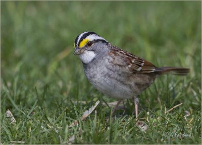 White Throated Sparrows Are Back