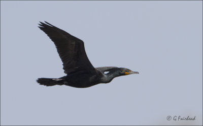 Cormorant Fly Bye