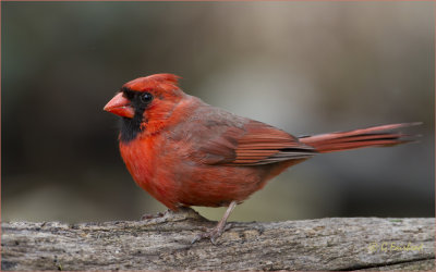 Male Northern Cardinal