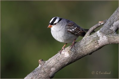 White Crowned  Sparrow