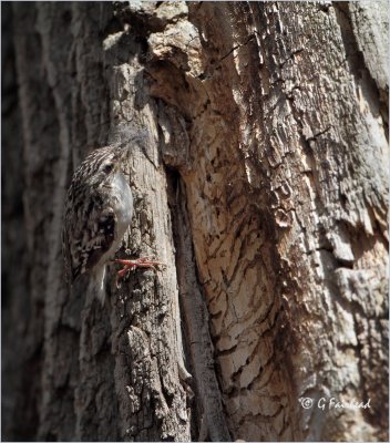 Brown Creeper bringing nesting material to cavity behind bark.