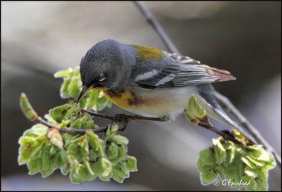 Northern Parula On The Hunt